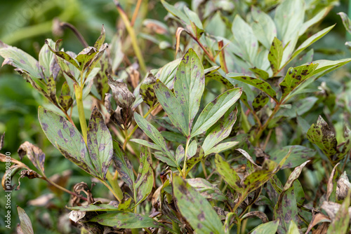 Fototapeta Naklejka Na Ścianę i Meble -  Brown rot of garden peonies. Leaves of a tree-like peony with signs of fungal diseases on the leaves. Brown spotting and rust on the garden peony.