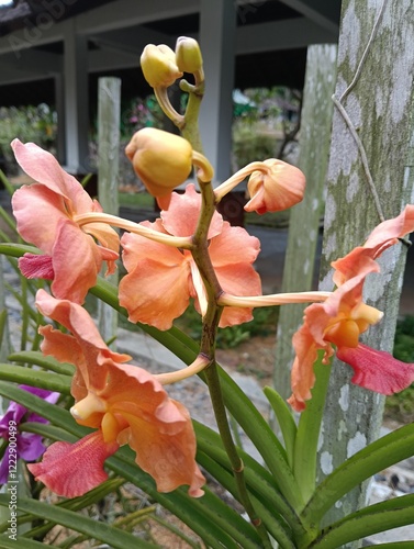 Vanda denisoniana, Orchid vandaceous species , A beautiful fragrant Vanda species from Yunnan China, Myanmar, Thailand, Laos and Vietnam photo