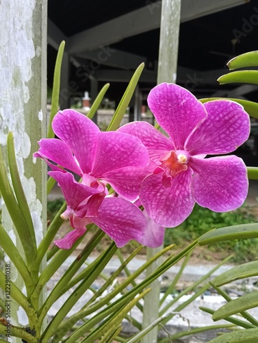 Vanda sanderiana is a species of orchid. It is commonly called Waling-waling in the Philippines and is also called Sander's Vanda