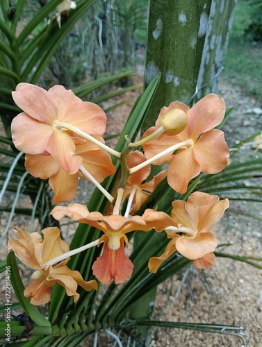 Vanda denisoniana, A beautiful fragrant Vanda species from Yunnan China, Myanmar, Thailand, Laos and Vietnam