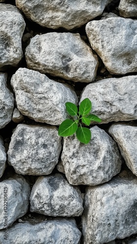 Wallpaper Mural rustic stone wall with a single green plant sprouting from the cracks, focus on resilience and nature reclaiming Torontodigital.ca