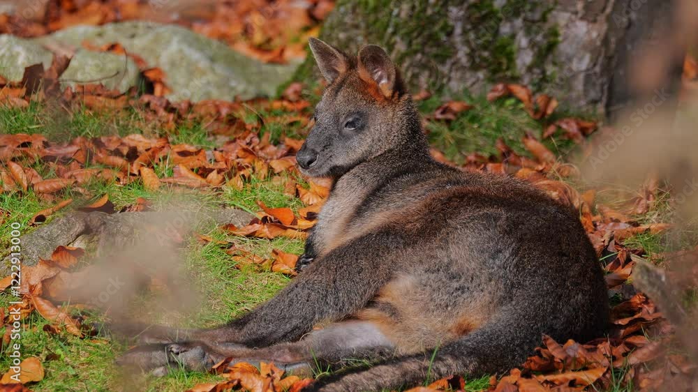 Swamp Wallaby, Wallabia bicolor, is one of the smaller kangaroos. This wallaby is also commonly known as the black wallaby Swamp Wallaby, Wallabia bicolor, is one of the smaller kangaroos. This wallaby is also commonly known as the black wallaby