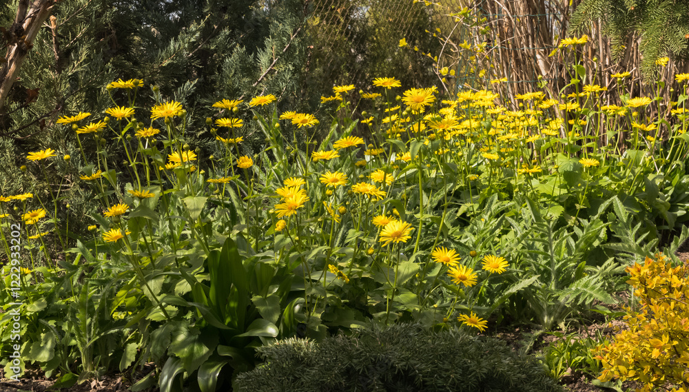 Obraz premium Photo of Doronicum orientale Magnificum flowers in a sunny garden in spring, April