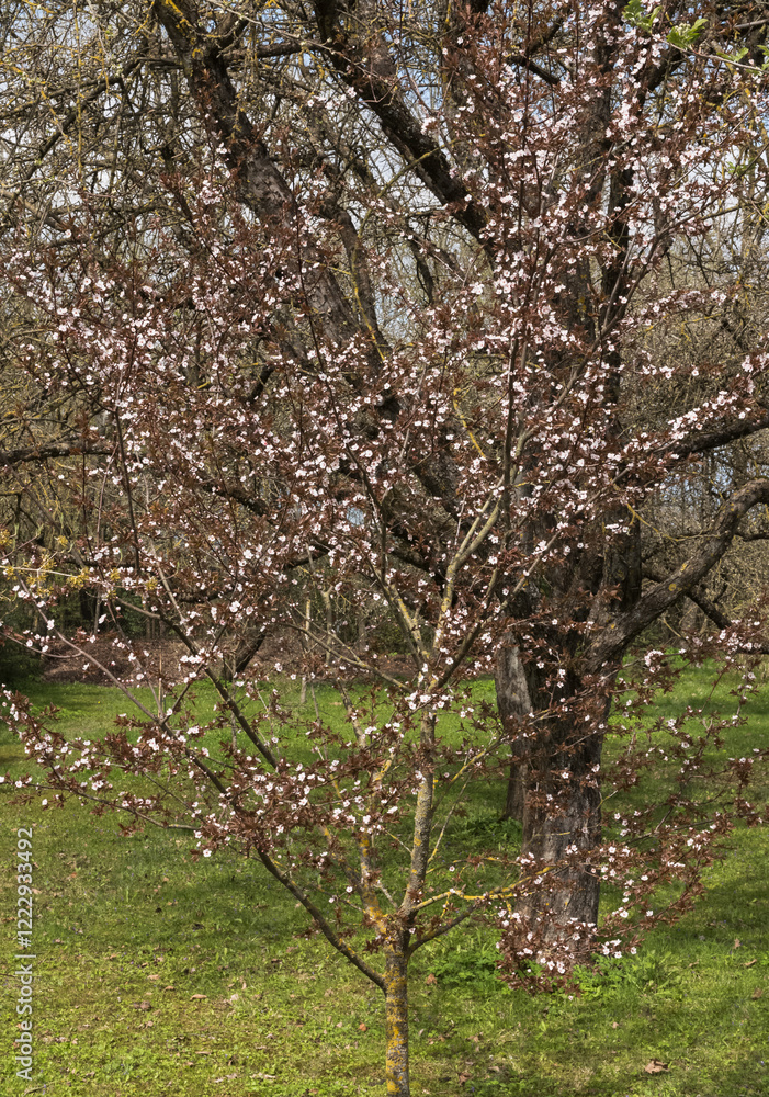 Ornamental plum with brown leaves and white flowers in the spring garden, April. Ornamental plum with brown leaves and white flowers in the spring garden, April.