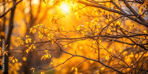 Warm golden light filtering through bare branches , natural light, yellow leaves