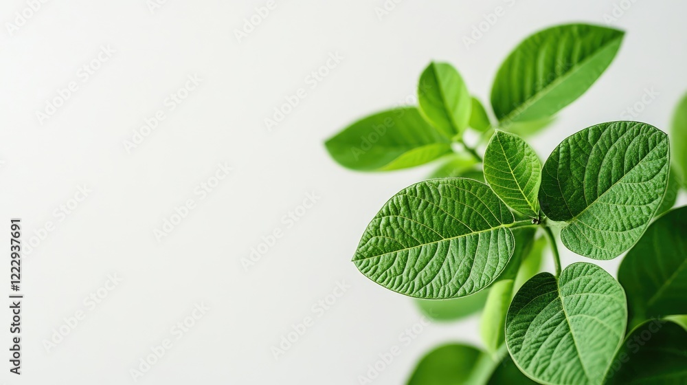 Closeup of vibrant green soybean leaves on a clean white background with ample negative space for text or graphic overlays Closeup of vibrant green soybean leaves on a clean white background with ample negative space for text or graphic overlays