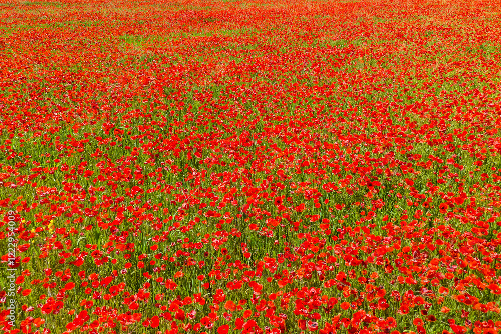 Poppies on a green field in summer. Bright poppy flowers field background