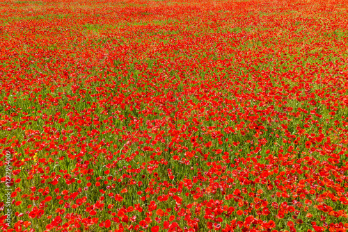 Obraz na płótnie Poppies on a green field in summer. Bright poppy flowers field background w salonie