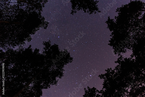 Starry sky and silhouettes of trees, the Milky Way, night, bright lights.