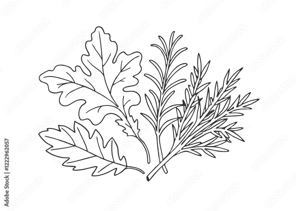 Naklejka premium Arugula, rosemary, spinach, dill Vintage botanical illustration in engraving style