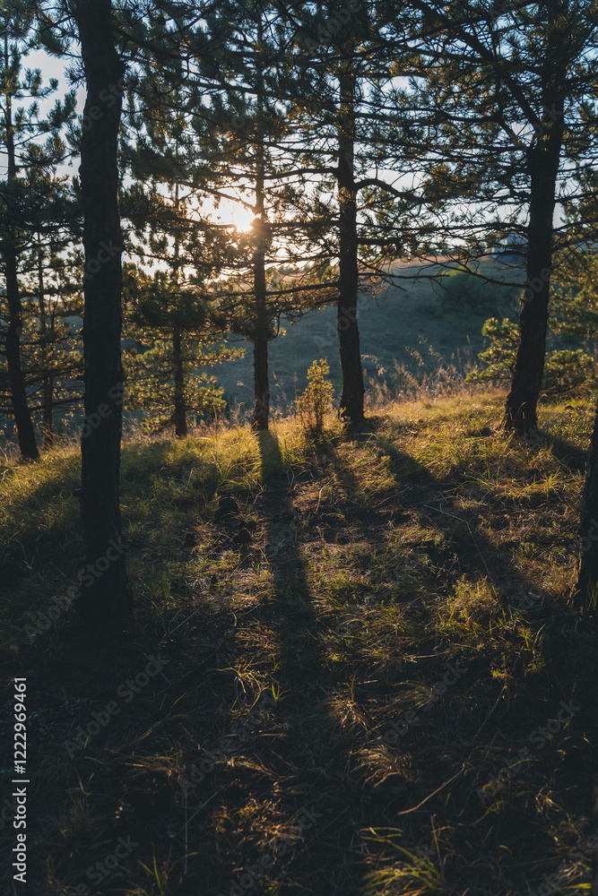 Fototapeta premium Beautiful forest with sunlight and fairy tale mood