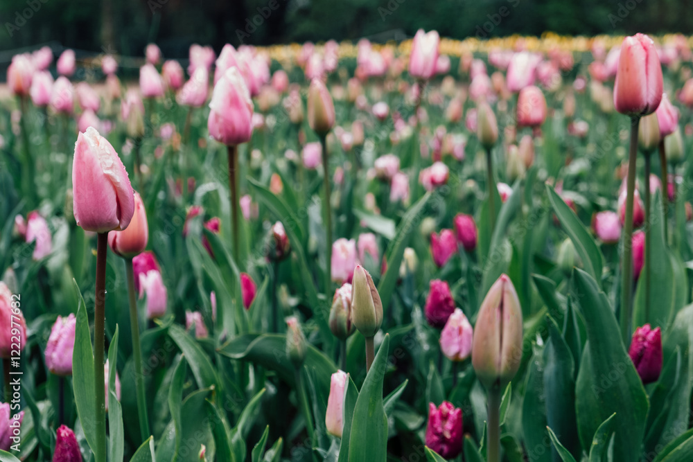 Beautiful fresh pastel colored tulip flowers in full bloom. Natural spring floral texture for background. Beautiful fresh pastel colored tulip flowers in full bloom. Natural spring floral texture for background.