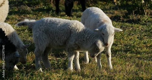 Lamb of Domestic sheeps,  grazing in the vineyards, Occitanie, France photo