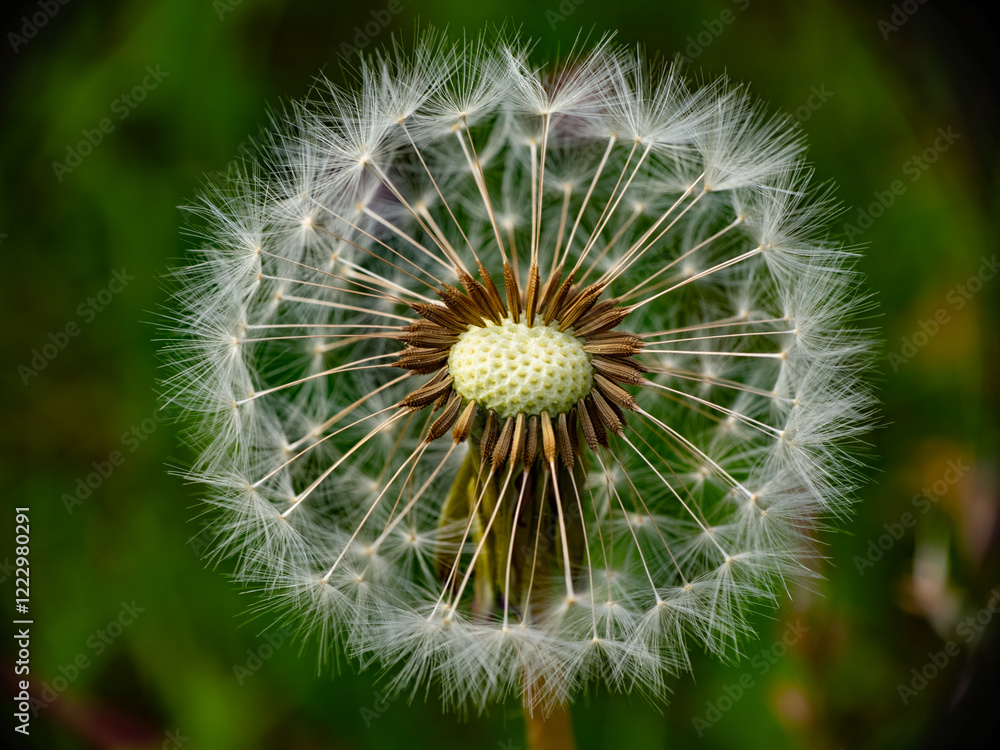 Löwenzahn, Pusteblume