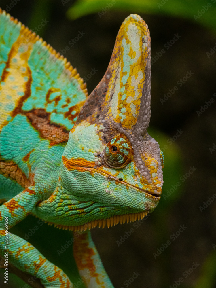 Jemenchamäleon (Chamaeleo calyptratus)