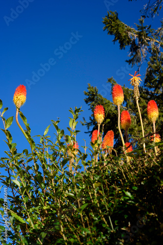 Florescencias de color amarillo y naranja en planta de jardín photo