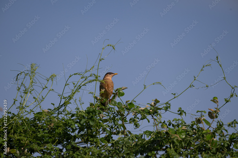 The beautiful Brahminy starling bird perched on a branch against a clear blue sky. The bird is perched on a branch with green leaves and thin, delicate stems. The beautiful Brahminy starling bird perched on a branch against a clear blue sky. The bird is perched on a branch with green leaves and thin, delicate stems.