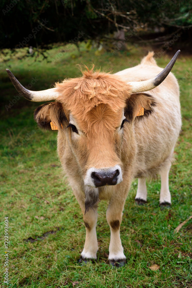 Pequeña vaca marrón con cuernos en Asturias Pequeña vaca marrón con cuernos en Asturias