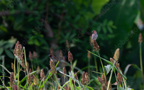 The beautiful scaly breasted munia bird perches on a stalk of millet in a field of green foliage. The background is soft green and brown color. photo