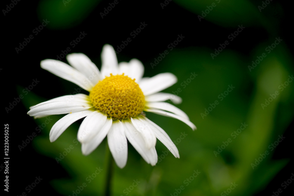 Obraz premium Piante e fiori
