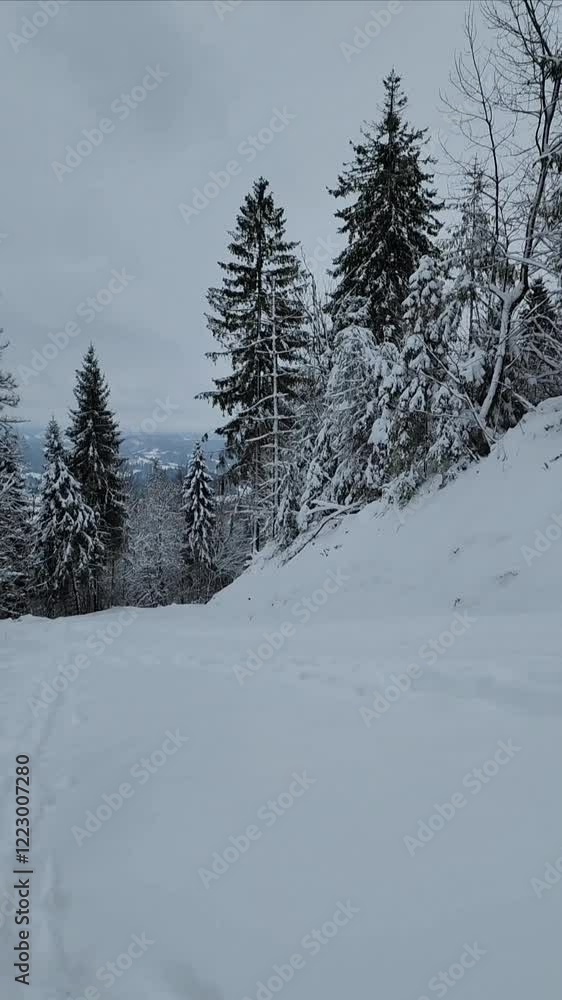 snow covered trees snow covered trees