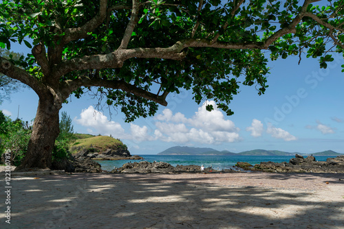 Beaches around Fort São Mateus in Cabo Frio, many birds walking among the rocks, the sea water around them and a beautiful tree forming a frame. photo