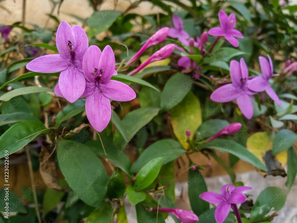 The flowering plant is The flowering plant is