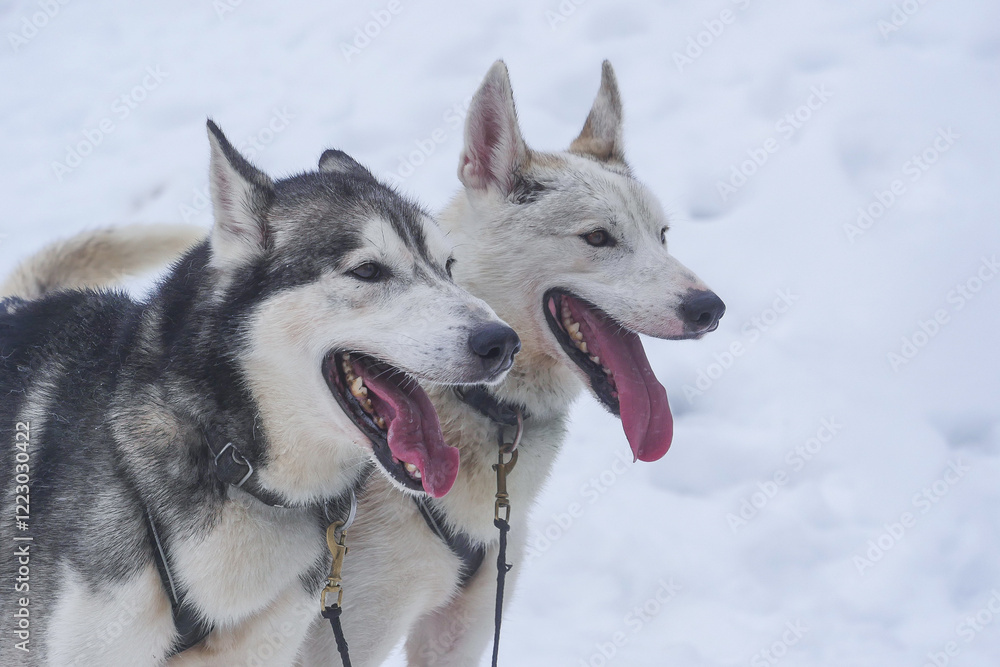 Two huskies stand side by side in a snowy area, tongues out and looking relaxed. The bright white snow contrasts with their fur, creating a serene winter atmosphere. Two huskies stand side by side in a snowy area, tongues out and looking relaxed. The bright white snow contrasts with their fur, creating a serene winter atmosphere.