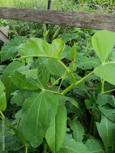 The scientific name Ipomoea is a type of tropical leafy vegetable from the Convolvulaceae family