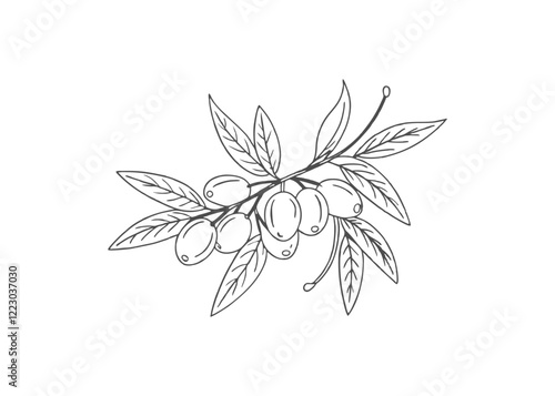 Olive branch, green fruits. Greek plant. Mediterranean food, aroma oil. Vintage engraving monochrome banner. editable vector stroke saddle icon on white background