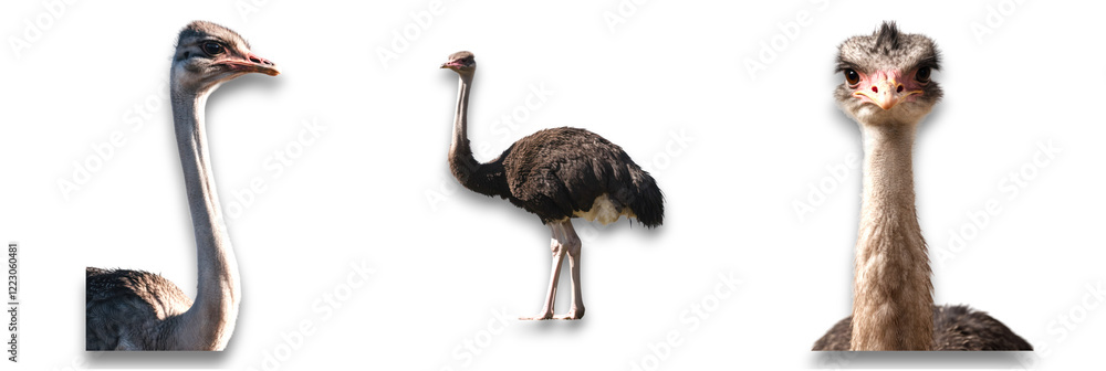 Obraz premium Three ostriches isolated on transparent background, showcasing their unique features