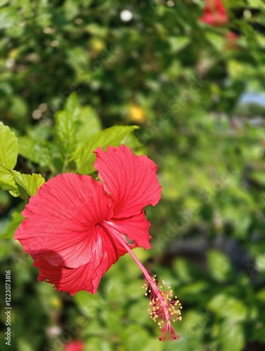 Hibiscus rosa-sinensis, It is an artificial hybrid created in cultivation in pre-European times by Polynesians in the western Pacific from the species Hibiscus cooperi 