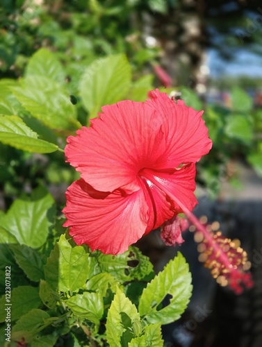 Hibiscus rosa-sinensis, It is an artificial hybrid created in cultivation in pre-European times by Polynesians in the western Pacific from the species Hibiscus cooperi 