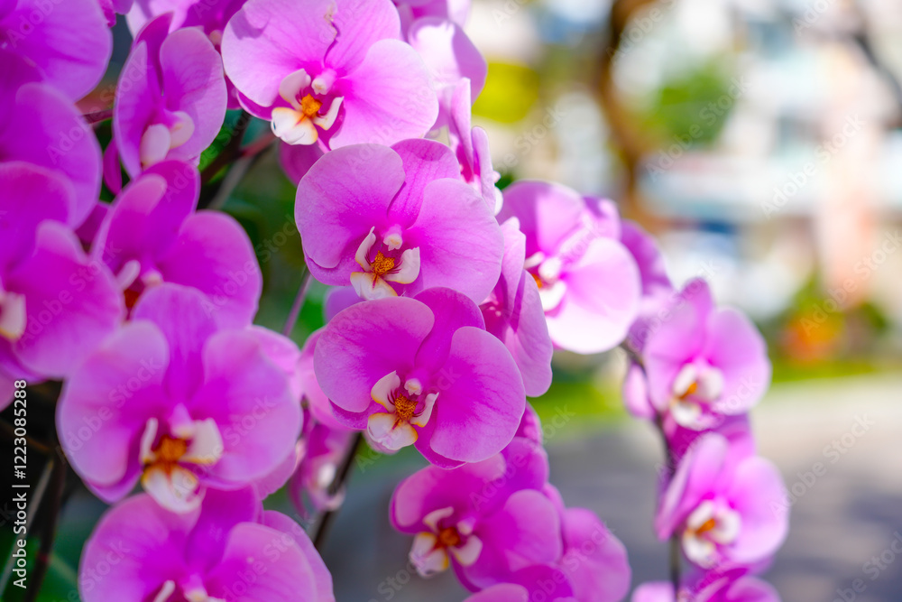 Vibrant purple orchids bloom in a tropical garden during the warm afternoon sunlight Vibrant purple orchids bloom in a tropical garden during the warm afternoon sunlight