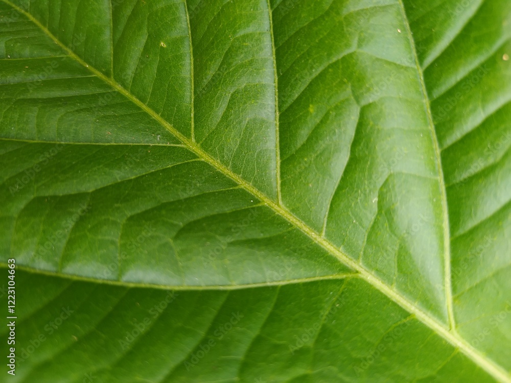 Close-Up of Green Leaf Texture with Natural Patterns. Batu kajang - January 27, 2025 Close-Up of Green Leaf Texture with Natural Patterns. Batu kajang - January 27, 2025
