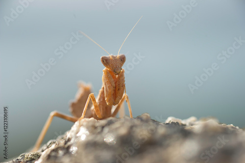 European Dwarf Mantis, female, Kleine Fangschrecke, Weibchen, Ameles spallanzania, Fangschrecken, Gottesanbeterin Sardinia Italy photo