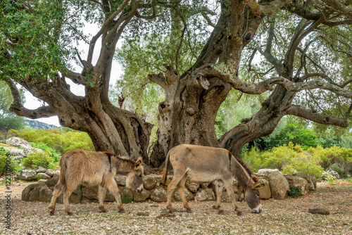 Donkeys and very old ancient Olive tree in Golgo plateau near Baunei in Ogliastra, Sardinia island, Italy photo