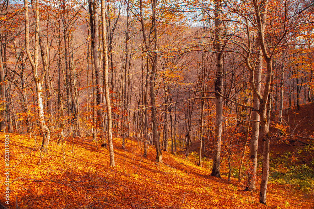 Fototapeta premium autumn forest with trees in the fall