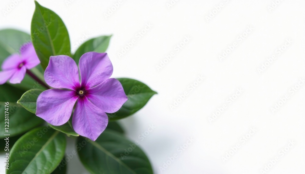 Purple periwinkle leaves and flowers against a clean white background, flora, foliage, flowers Purple periwinkle leaves and flowers against a clean white background, flora, foliage, flowers