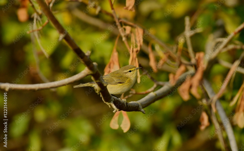 Common Chiffchaff - (Phylloscopus collybyta) Common Chiffchaff - (Phylloscopus collybyta)