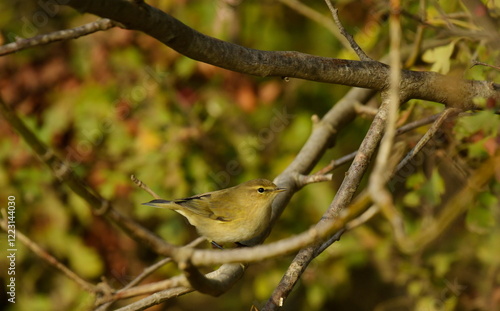 Common Chiffchaff  - (Phylloscopus collybyta)  photo