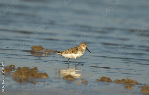 Curlew Sandpiper  - (Calidris ferruginea)  photo