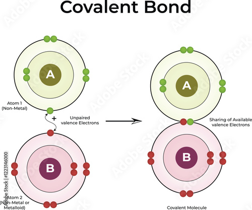 Covalent Bond Formation Design Vector Illustration