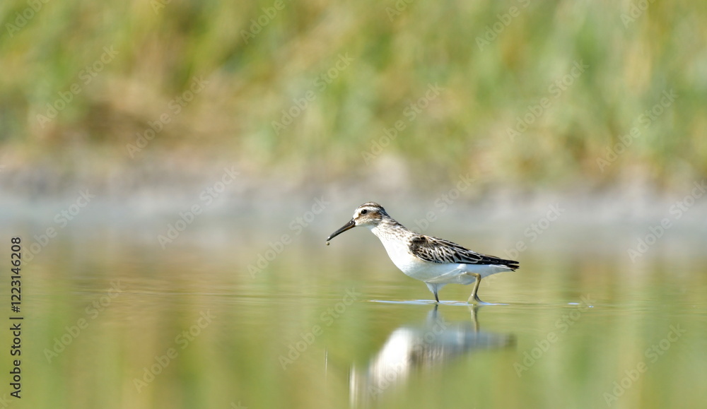 broad-billed sandpiper (Limicola falcinellus) broad-billed sandpiper (Limicola falcinellus)