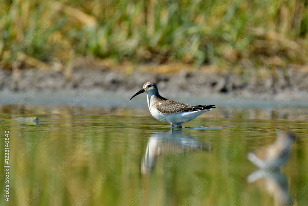 broad-billed sandpiper (Limicola falcinellus) broad-billed sandpiper (Limicola falcinellus)