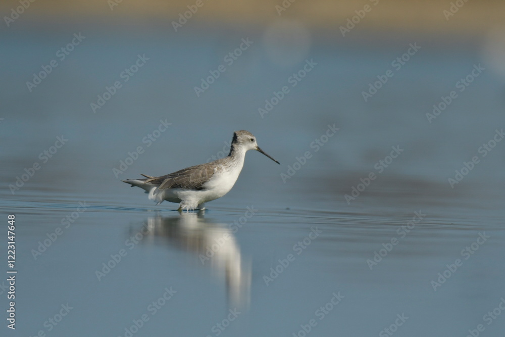 Spotted Redshank - (Tringa erythropus) Spotted Redshank - (Tringa erythropus)