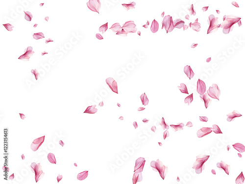 pink rose petals on white