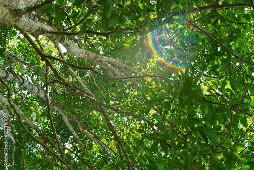 Captivating view of sunlight creating a vibrant rainbow flare through lush green tree branches, showcasing the beauty of natural light and foliage.
