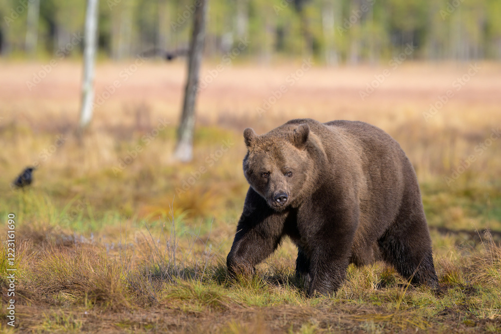 Fototapeta premium European brown bear (Ursus arctos) in autumn