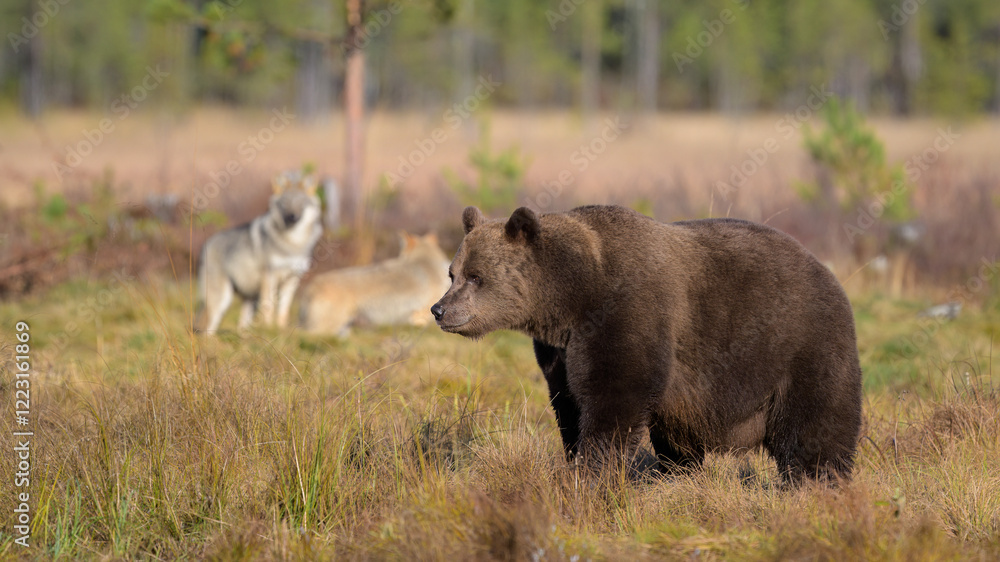 Fototapeta premium European brown bear and wolves